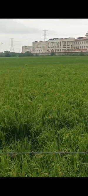  Land For Sale in Sikandrabad