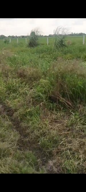 Plot Area in  Land at Sikandrabad – for Sale