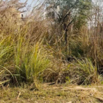 150 Sq.Yd. Plot in Surya Chaman Enclave