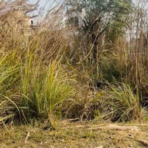  Plot For Sale in Surya Chaman Enclave, Dhoom Manikpur