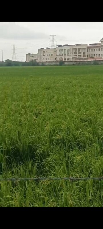 Plot Area in  Land at Jhajhar – for Sale