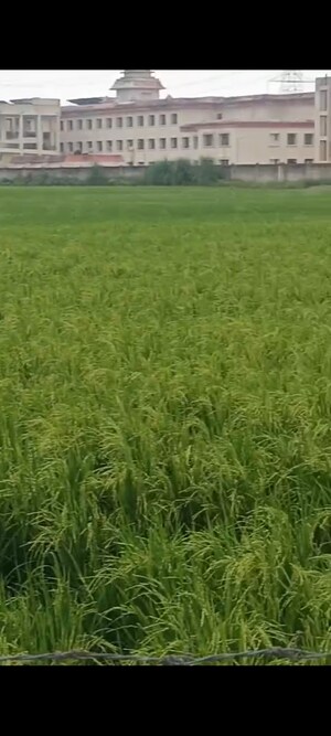 Plot Area in  Land at Jhajhar – for Sale