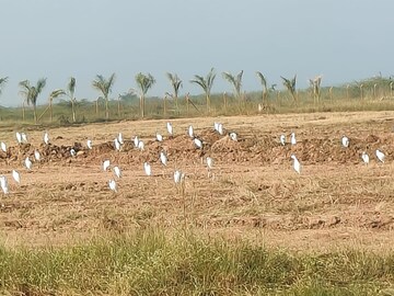 Plot Area in  Plot at Singapur – for Sale