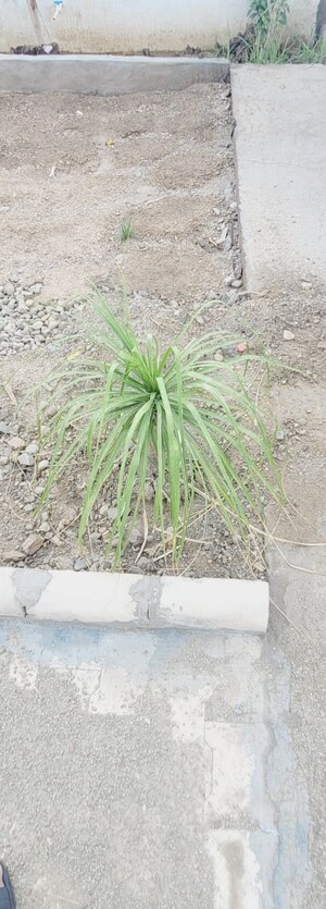  Plot – Exterior View View at Kalka - for Sale