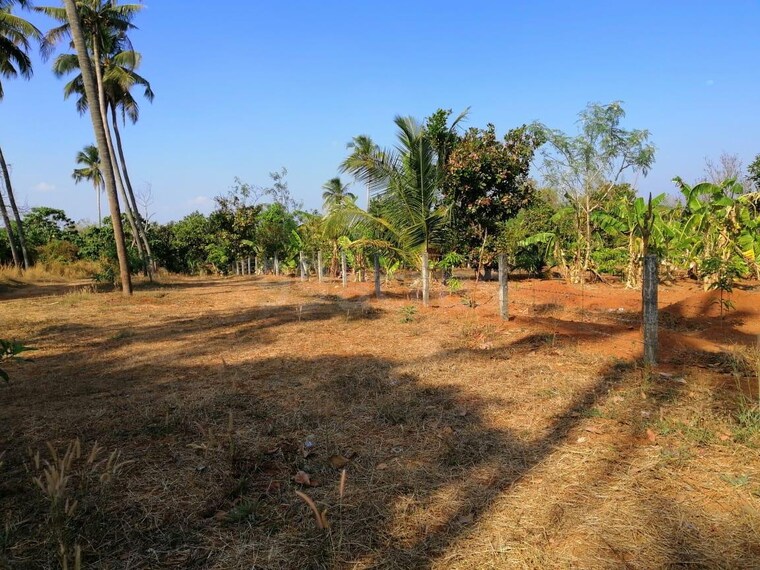 undefined, kaiparambu jn  2179 Sq.Ft. Plot In Kaiparambu jn Thrissur 9704855