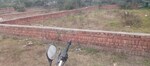 1149 Sq.Ft. Plot in Motiram Adda