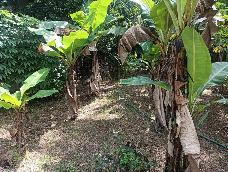 Garden, kuttoor  3377 Sq.Ft. Plot In Kuttoor Thrissur 9708288