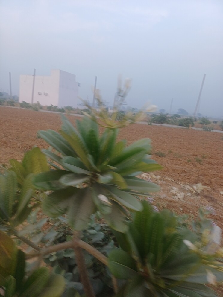 Garden, jewar  170 Sq.Yd. Plot In Jewar Greater Noida 9710439