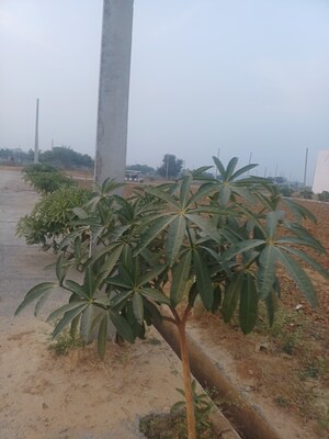  Plot – Exterior View View at Jewar - for Sale