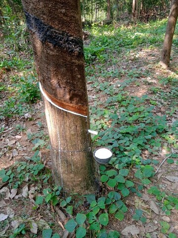 Plot Area in  Land at Moodabidiri – for Sale