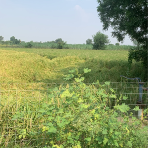 Plot Area in  Plot at Jewar – for Sale