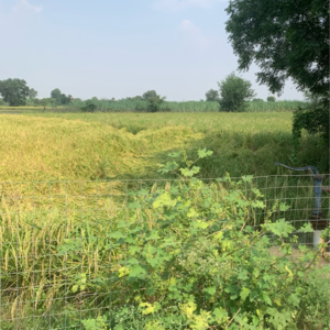 Plot Area in  Plot at Jewar – for Sale