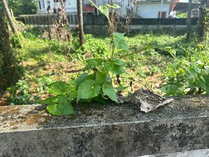  Plot – Garden View at Kalathode - for Sale