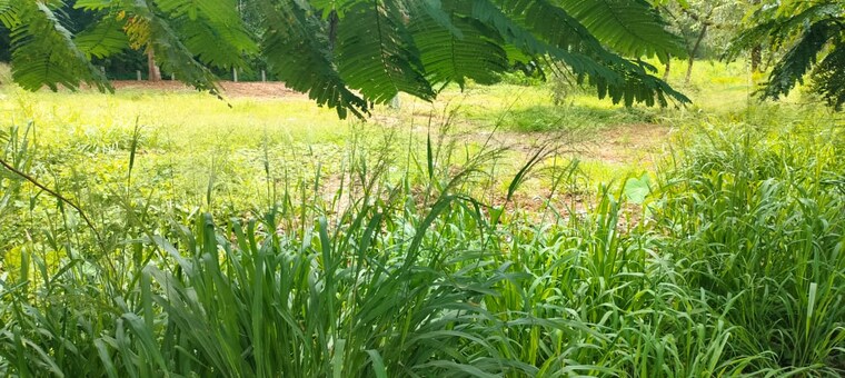 Garden, marathakkara Commercial Land 11761 Sq.Ft. In Marathakkara Thrissur 9721594