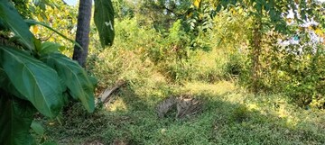  Plot For Sale in Peringavu