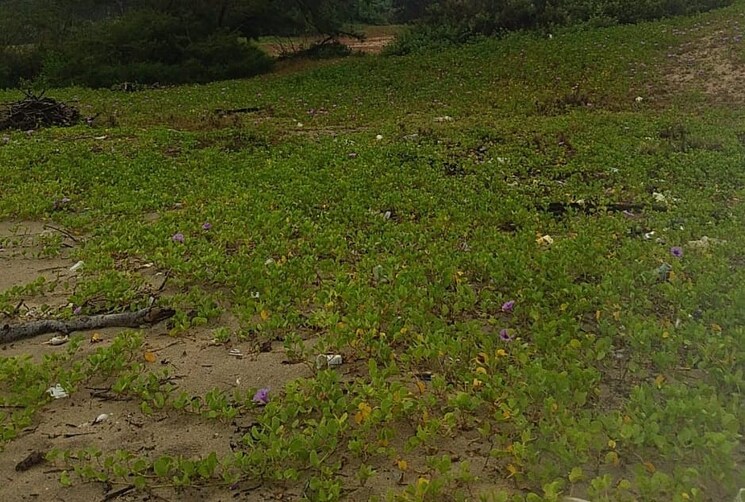 undefined, dodamarg Commercial Land 100 Acre In Dodamarg Sindhudurg 9665079