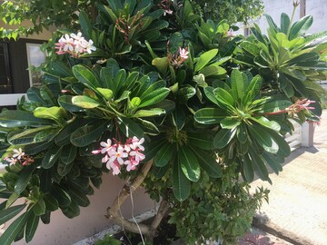 4 BHK Independent House – Garden View at Bagli Village - for Rent