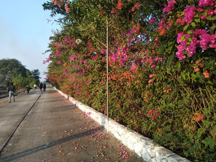 Garden, sejbahar  2500 Sq.Ft. Plot In Sejbahar Raipur 9742130