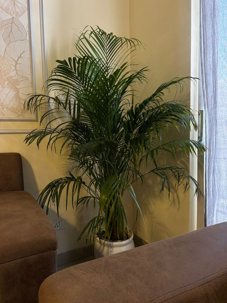 undefined, ansal-api-celebrity-gardens 3 Bedroom 1755 Sq.Ft. Apartment In Sushant Golf City Lucknow 9750448