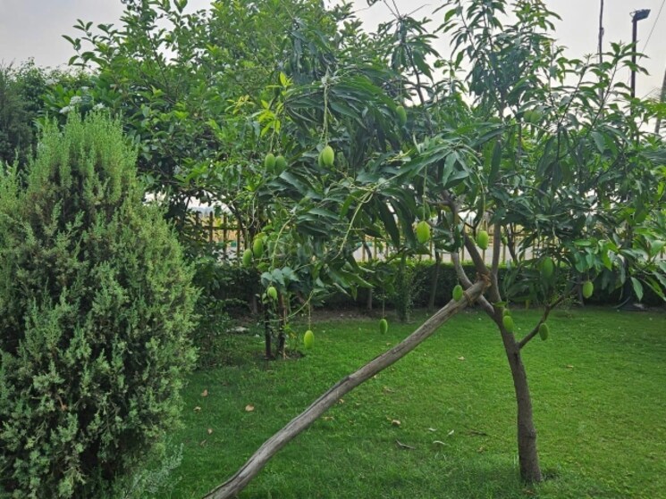 Garden, swaraaj-the-villagio  10000 Sq.Ft. Plot In Mohanlalganj Lucknow 9757872