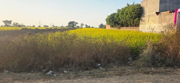 Plot Area in  Land at Jewar – for Sale