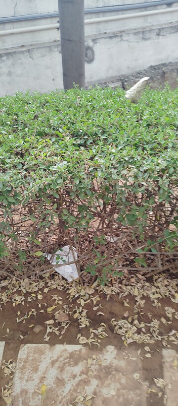 Master Bedroom in 3 BHK Apartment at SSK Sunway Nest, Bachupally – for Sale