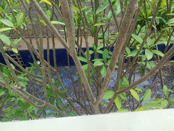 Master Plan in 4 BHK Villa at Sobha Lifestyle, Devanahalli – for Rent