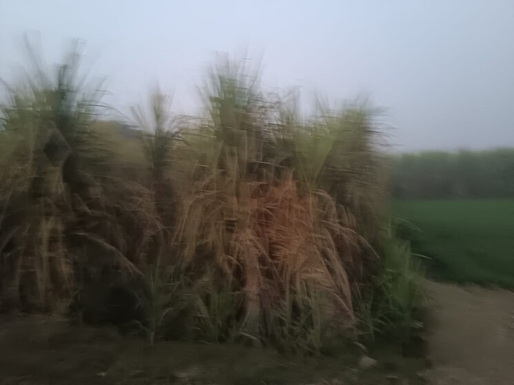 undefined, bidhapur  30000 Sq.Ft. Plot In Bidhapur Ghaziabad 9781060