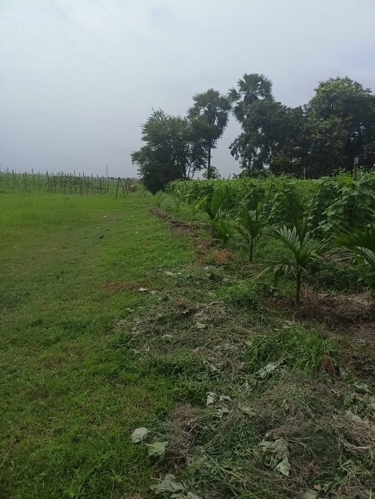 undefined, narayanpur  1441 Sq.Ft. Plot In Narayanpur Kolkata 9782242