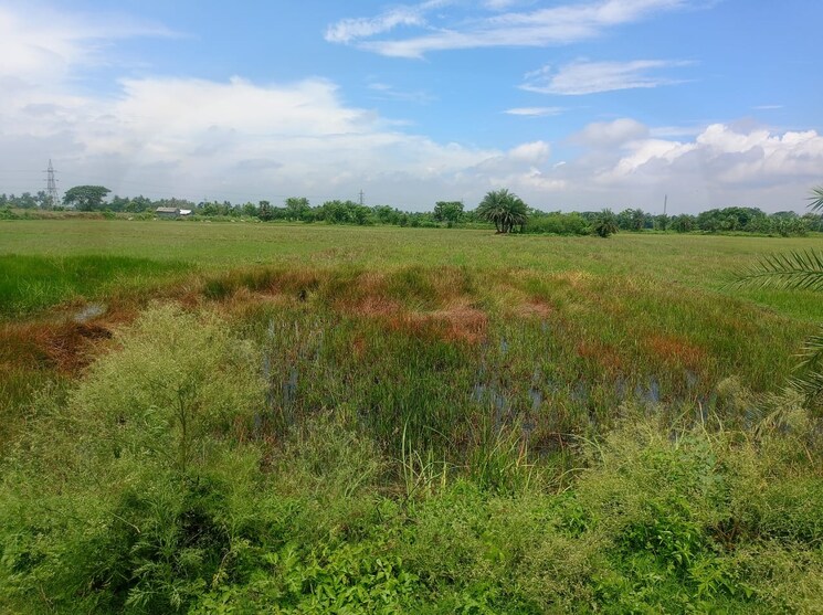 undefined, narayanpur  7241 Sq.Ft. Plot In Narayanpur Kolkata 9782427