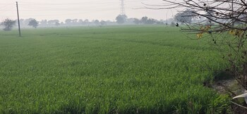 Land for Sale in Jewar, Greater Noida