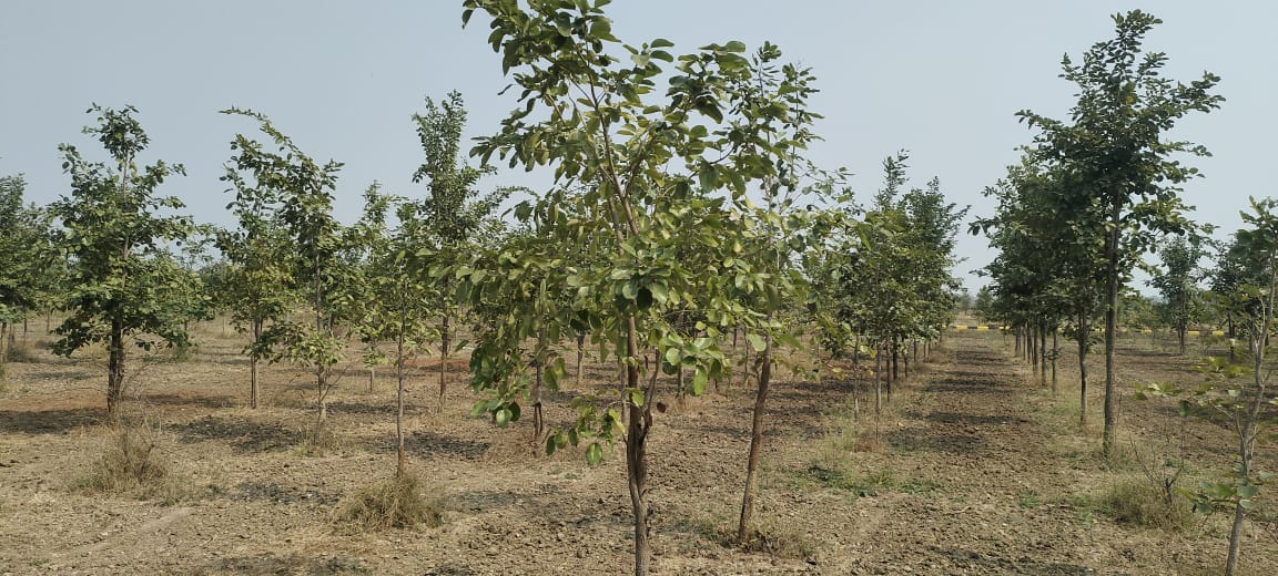 Plot For Sale in Siri Mahagiri Golden City New