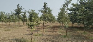 Plot Area in  Plot at Siri Mahagiri Golden City New, Kothapalle – for Sale