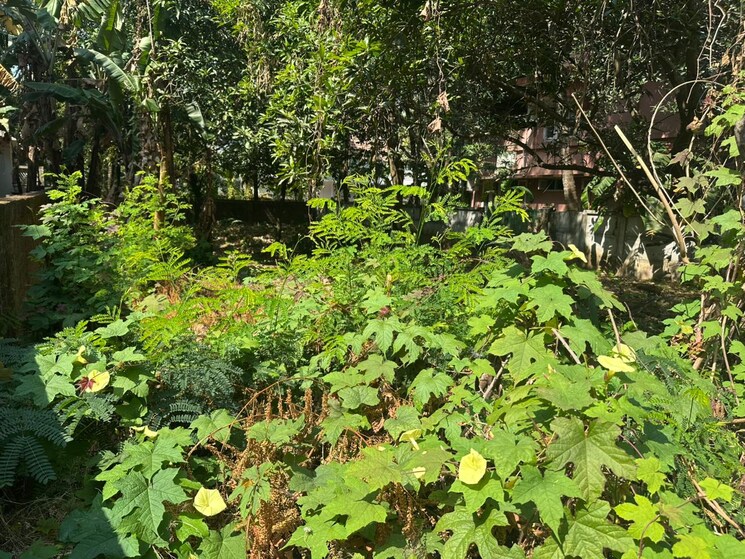Garden, kuriachira  3267 Sq.Ft. Plot In Kuriachira Thrissur 9851394