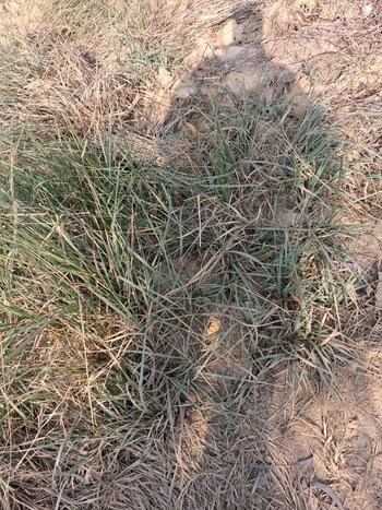 Land for Sale in Nawabganj, Unnao