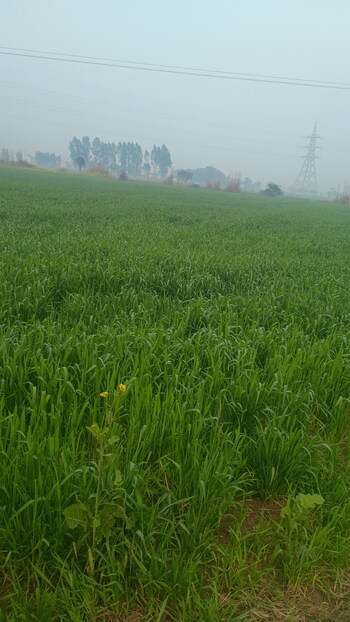 Plot for Sale in Hodal, Palwal
