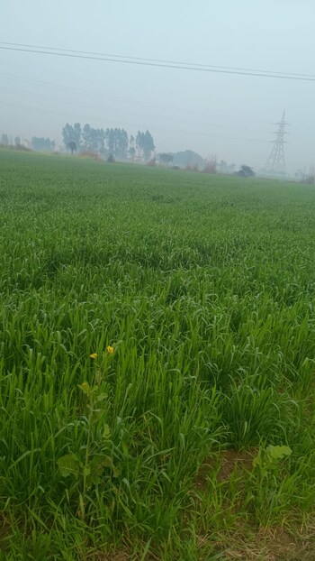 Plot for Sale in Hodal, Palwal