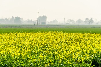 Plot for Sale in Alwar Bypass Road, Alwar