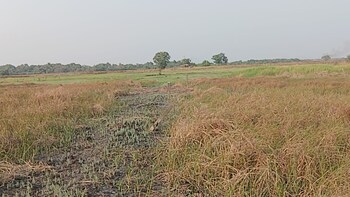 Plot for Sale in Virar West, Palghar