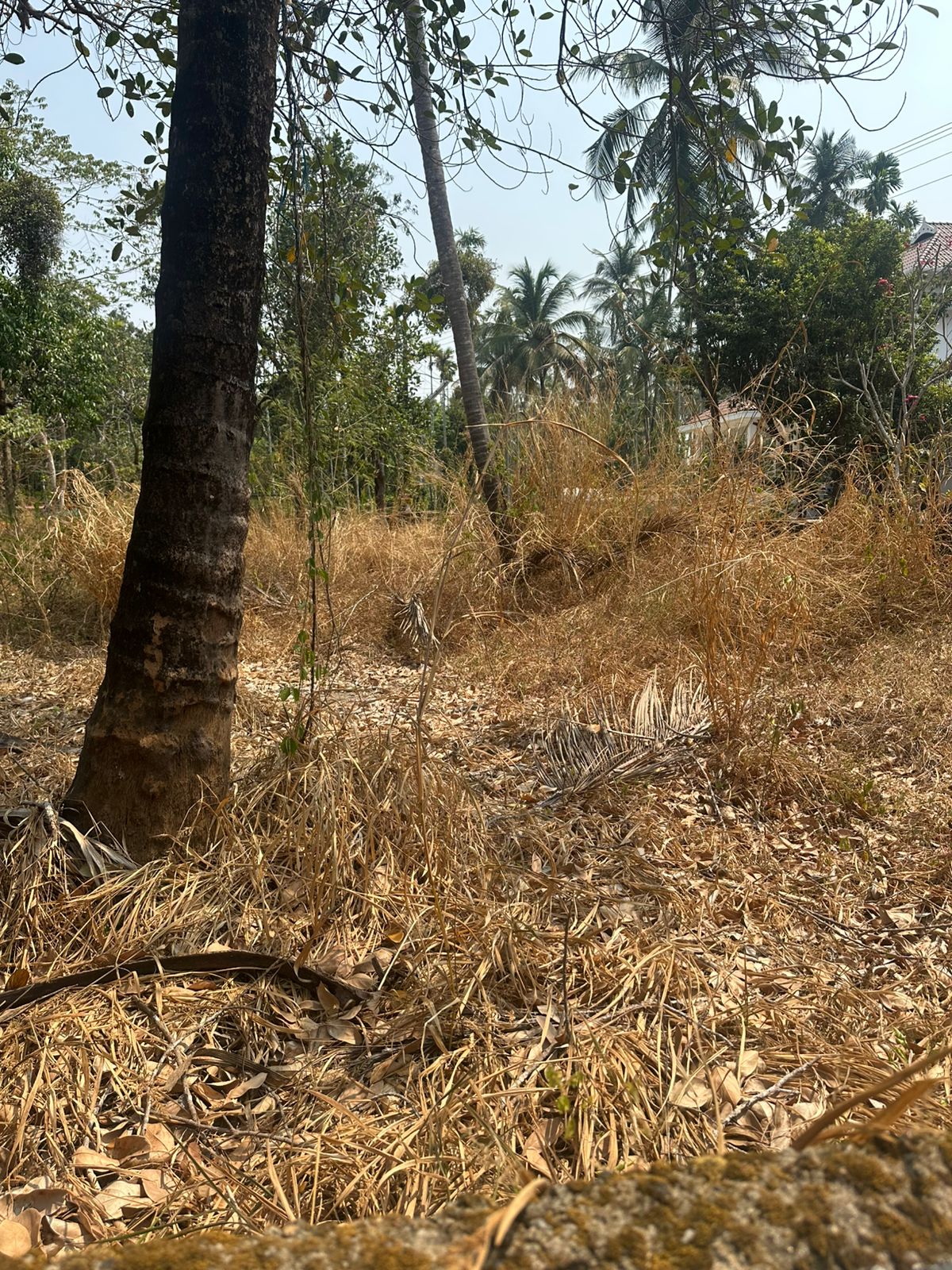 Plot For Sale in Ramavarmapuram
