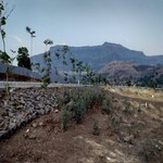 130 Sq.Yd. Plot in Pimpalgaon Bahula