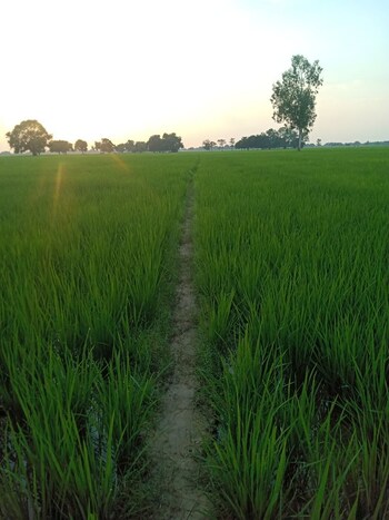 Plot for Sale in Nh 8, Dharuhera