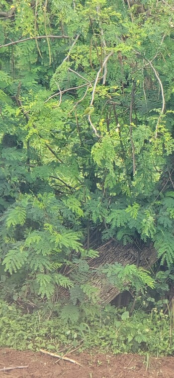 Plot for Sale in Banashankari 6th Stage, Bangalore