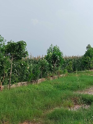 Plot Area in  Plot at Amolik Aster Woods, Sector 98 – for Sale