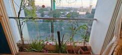 4 BHK Apartment For Rent in Sandy Flama