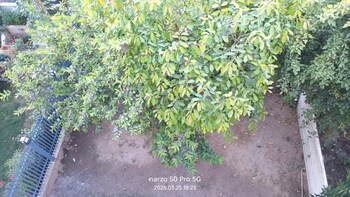 Paramount Oak