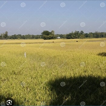 Land for Rent in Adajan, Surat