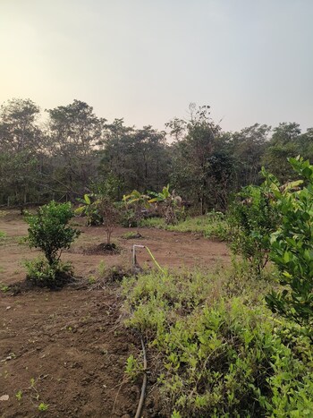 Land for Sale in Pali, Raigad
