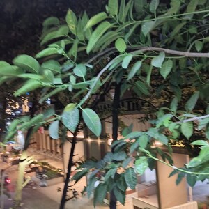 Studio Apartment – Garden View at Camp - for Rent