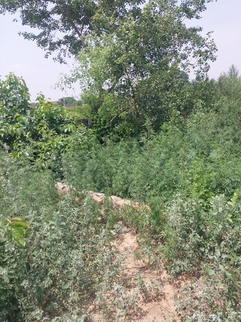 Dev City Dadri